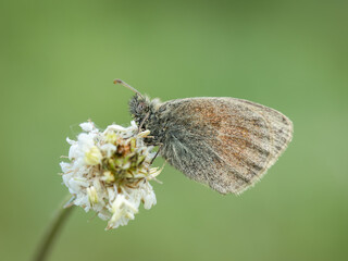 Beautiful nature scene with Small heath (Coenonympha pamphilus). Macro shot of Small heath (Coenonympha pamphilus) on the flower. Small heath (Coenonympha pamphilus) in the nature habitat.