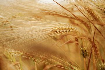 Harvest season. Close-up of a barley field with golden stalks swaying in wind