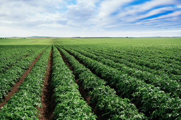 Expansive green farmland under a bright blue sky with clouds