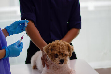 A beautiful Asian woman veterinarian is about to vaccinate a dog.