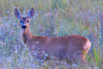 curious roe deer doe looking at the camera