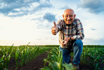 Fototapeta premium Portrait of smiling senior farmer standing in corn field showing thumb up.