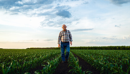 Fototapeta premium Portrait of senior farmer standing in corn field looking at camera at sunset.