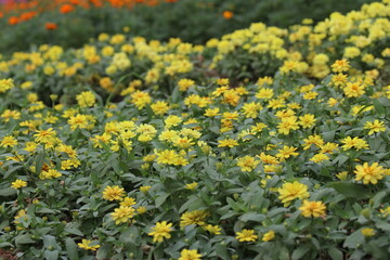 Obraz premium Yellow flowers blooming in the park