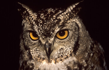 Grand duc africain.Bubo africanus, Spotted Eagle Owl