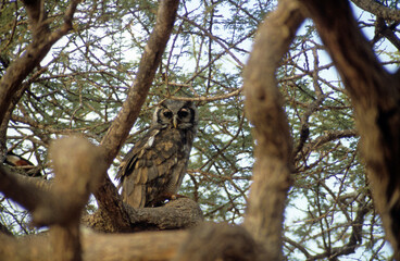 Grand duc de Verreaux,.Ketupa lactea, Verreaux's Eagle Ow