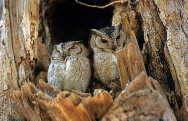 Hibou petit duc à collier, Petit duc indien,.Otus bakkamoena, Indian Scops Owl