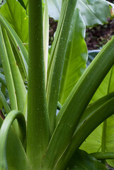 Obraz premium Bananier aquatique, fougère arborescente, Cyathea borbonica, Madagascar