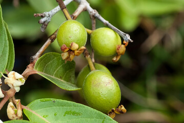 Feijoa, Feijoa sellowiana, Madagascar