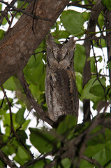 Petit  duc africain, Hibou petit duc, Otus scops, Eurasian Scops Owl
