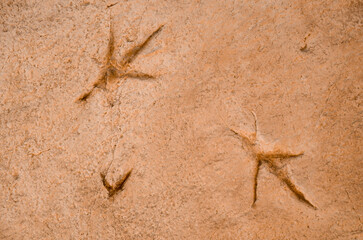 Trace, Ornithopus fabrei, Musée Parc des Dinosaures, 34140, Mèze, Hérault, France