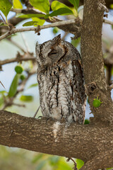 Petit  duc africain, Hibou petit duc, Otus scops, Eurasian Scops Owl