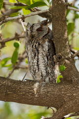 Petit  duc africain, Hibou petit duc, Otus scops, Eurasian Scops Owl