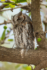Petit  duc africain, Hibou petit duc, Otus scops, Eurasian Scops Owl