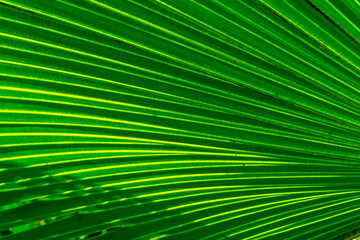 Fototapeta premium green palm leaf close up, natural bio background for flora concept and design. textured plant leaf macro with rows and lines
