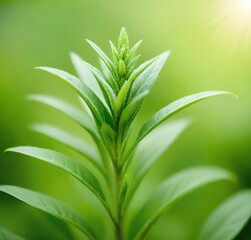 Obraz premium aloe vera plant, isolated, grass, tree, flower, tropical, macro, foliage, branch, white, aloe, botany, garden, closeup