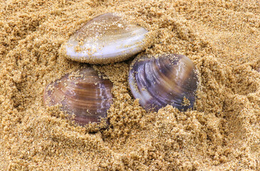 nature and summer holidays concept - Single quahog clam at low tide on the beach