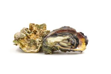Fresh oysters isolated on a white background. Sea symptoms. Nourish the body.