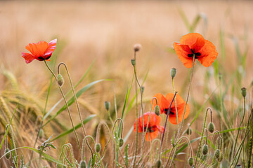 Sch&ouml;nheit Natur - Blumenmotiv