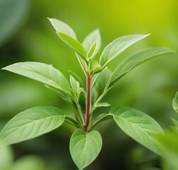 Obraz premium leaves, isolated, branch, tree, spring, white, growth, foliage, closeup, fresh, herb, life, green, environment, macro