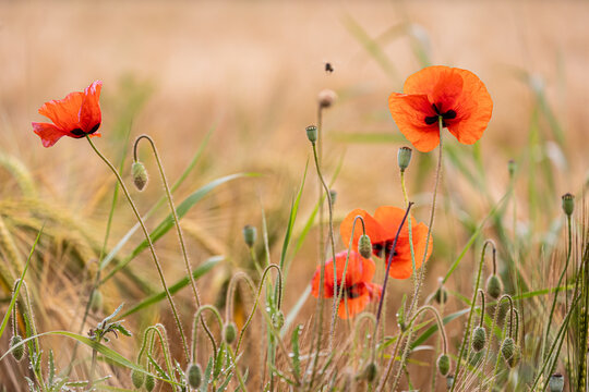 Natur Pur - Mohnblume - Mohnblumenfeld