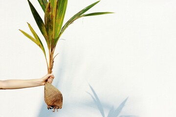 Woman's hand holds a sprouted coconut seedling with a fresh green stem growing against the white...