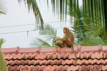 Gardinen Affe A wild monkey eats a coconut on the house rooftop in the jungle village  © kravtsov