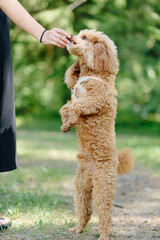 red poodle walks in park with owner, red dog taking yummy from owner hands, standing on hind legs, dogwalking concept