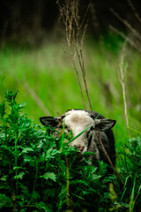 Sheep on the field . Sheep in the grass . Summer with sheep . Tall grass and sheep 