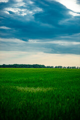 Obraz premium Field of wheat around with forest . Green field . Sunset over the forest and field . Beautiful nature . Sunner landscape . Road on tge field , landscape with wheat . Golden sky and green leafs 