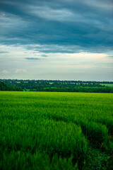 Obraz premium Field of wheat around with forest . Green field . Sunset over the forest and field . Beautiful nature . Sunner landscape . Road on tge field , landscape with wheat . Golden sky and green leafs 