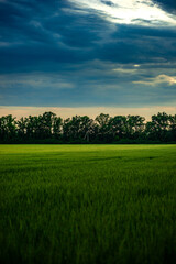 Field of wheat around with forest . Green field . Sunset over the forest and field . Beautiful nature . Sunner landscape . Road on tge field , landscape with wheat . Golden sky and green leafs 