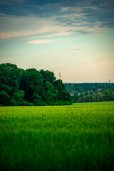 Field of wheat around with forest . Green field . Sunset over the forest and field . Beautiful nature . Sunner landscape . Road on tge field , landscape with wheat . Golden sky and green leafs 
