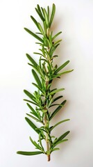 Fototapeta premium A single sprig of rosemary on a white background