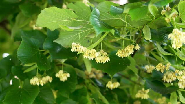 Delicate fragrant Linden or Basswood tree flowers. Healing herbal blossom on a summer plant branch