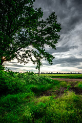 Field of wheat around with forest . Green field . Sunset over the forest and field . Beautiful nature . Sunner landscape . Road on tge field , landscape with wheat . Golden sky and green leafs 