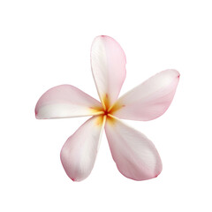 Fototapeta premium Close-up of delicate pink plumeria flower on a white background, showcasing their soft petals and natural beauty.