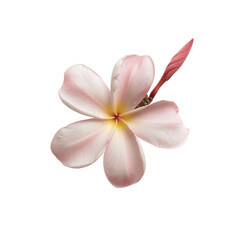 Close-up of delicate pink plumeria flower on a white background, showcasing their soft petals and natural beauty.