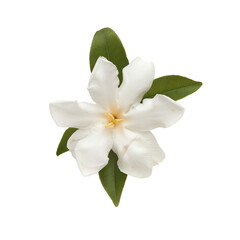 Fototapeta premium Close-up of a beautiful white flower with delicate petals and a yellow center, isolated on a white background. Ideal for botanical projects.