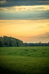 Field of wheat around with forest . Green field . Sunset over the forest and field . Beautiful nature . Sunner landscape . Road on tge field , landscape with wheat . Golden sky and green leafs 
