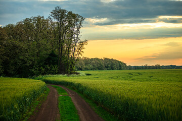 Fototapeta premium Field of wheat around with forest . Green field . Sunset over the forest and field . Beautiful nature . Sunner landscape . Road on tge field , landscape with wheat . Golden sky and green leafs 