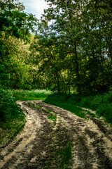 Forest in the summer . Green trees . Road in forest. Woods . Sunset in forest . Mystery nature . Trees and tall grass. 