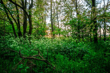 Forest in the summer . Green trees . Road in forest. Woods . Sunset in forest . Mystery nature . Trees and tall grass. 