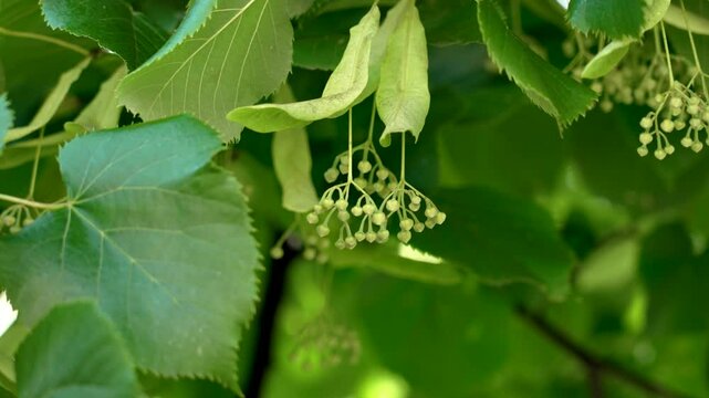 Delicate fragrant Linden or Basswood tree flower buds. Healing herbal blossom on a flowering summer plant branch