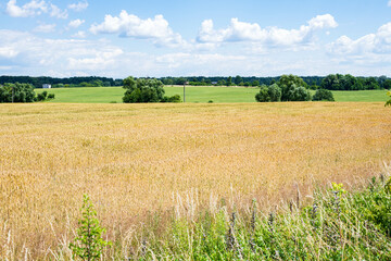 Golden ripe wheat field with blue sky and green trees
