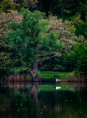 Sunset over the river . Another river beach. May and trees . Green colors . Reflections on water . Fising on river . Golden sunset 