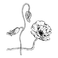 Hand drawn vector graphic botanical illustration flowers leaves. Red poppy papaver, stems buds seedpods. Field bouquet isolated on white background. Design wedding, cards, remembrance day stationery
