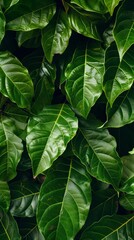 Starfruit leaves fill the frame, creating vibrant backdrop