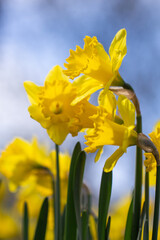 yellow daffodils on blue sky