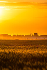 Obraz premium Landscape with sunset and golden sun . Power station on field. Sun over the horizon . Power lines . Weat field and golden lights . 